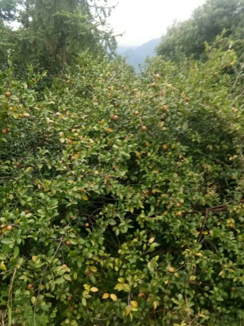 油茶籽100%以上