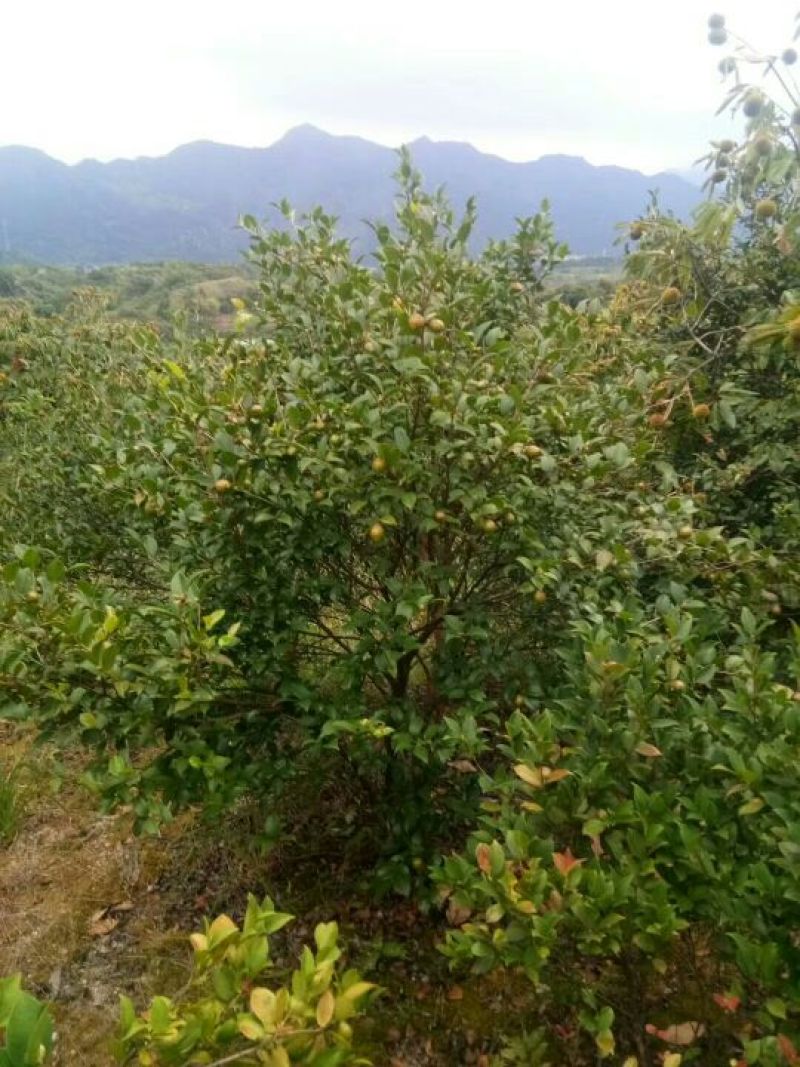 油茶籽100%以上