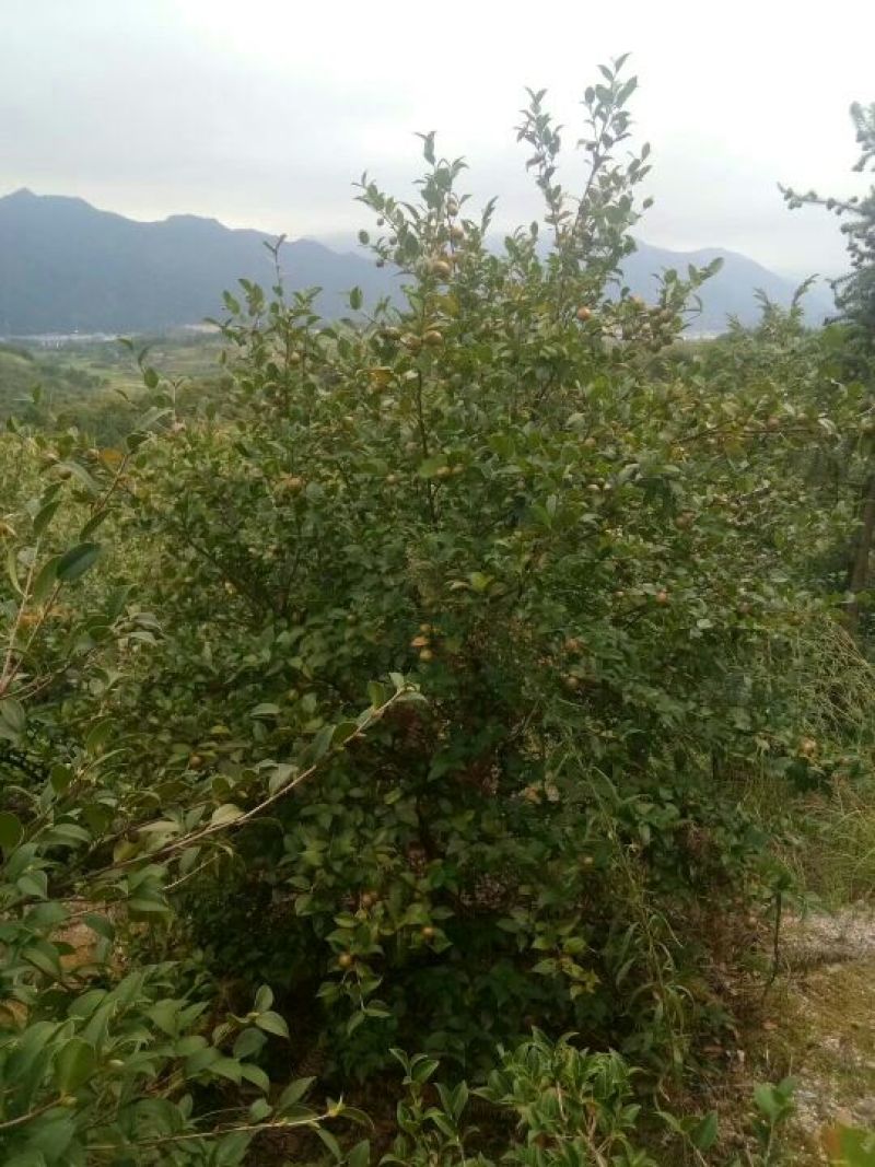 油茶籽100%以上