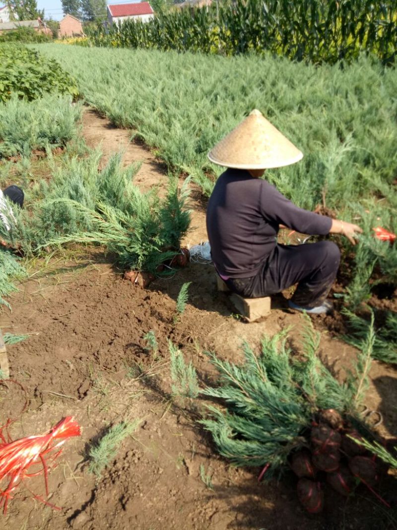 沙地柏沙地柏工程苗沙地柏苗