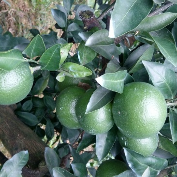 柑桔6~6.5cm