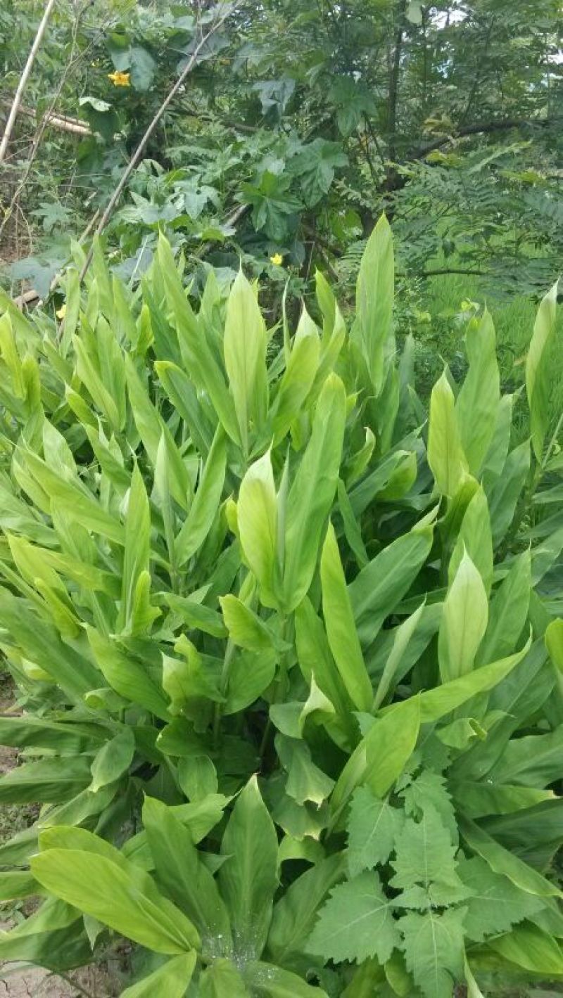 襄荷阳荷