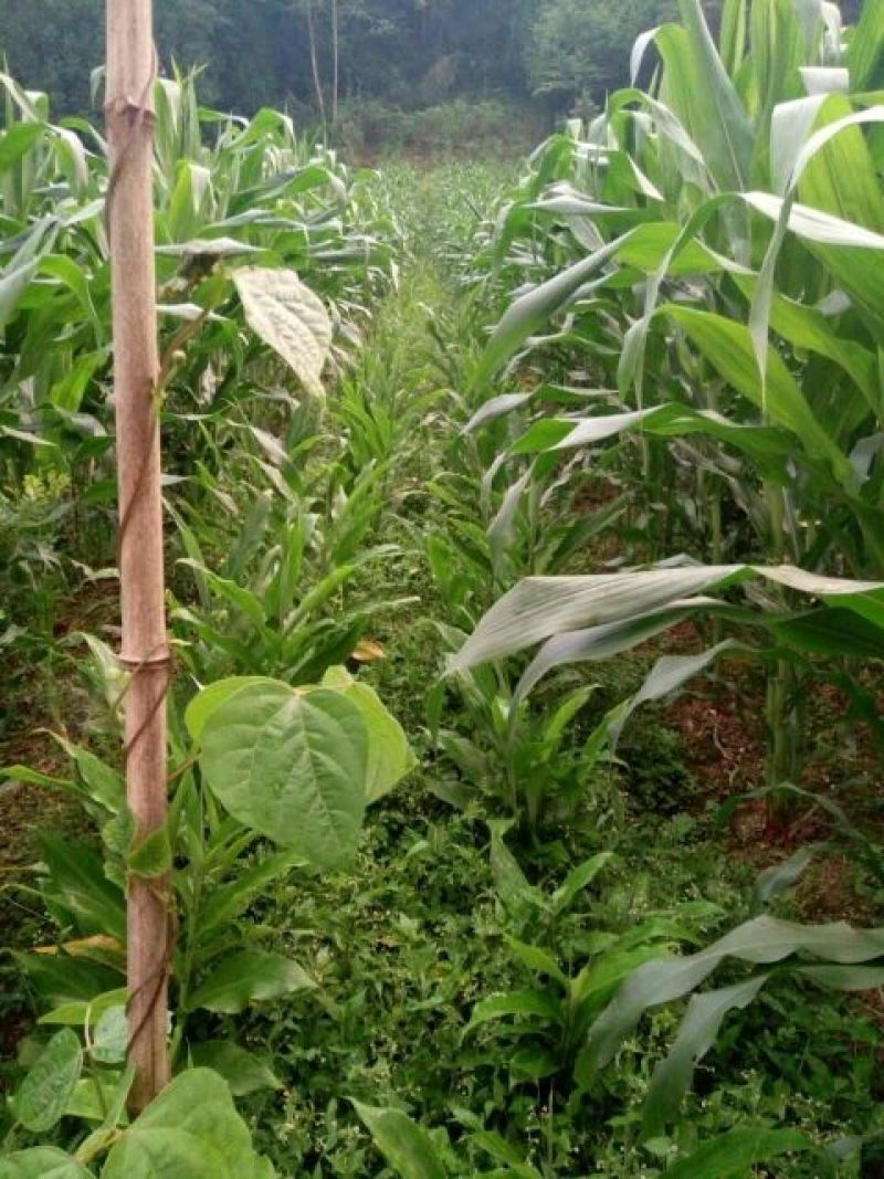 襄荷阳荷