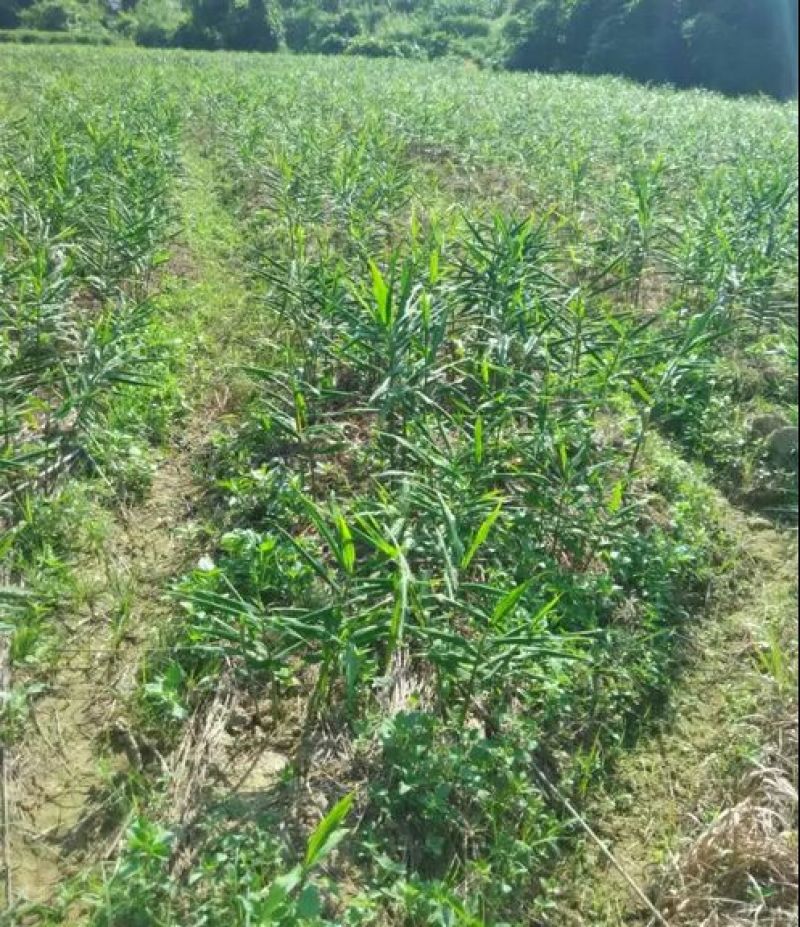 襄荷阳荷