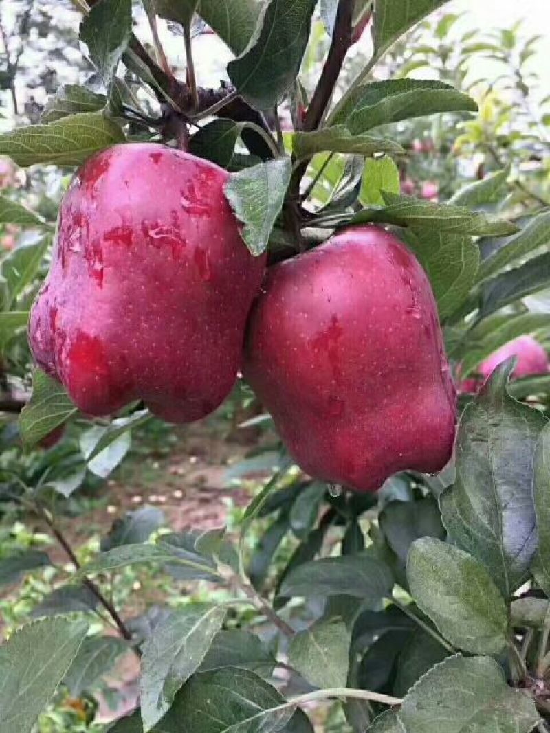 花牛80mm以上纸+膜袋