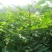 黄柏苗
