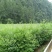 黄柏苗