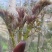 刺嫩芽种苗（刺龙芽苗树头菜）