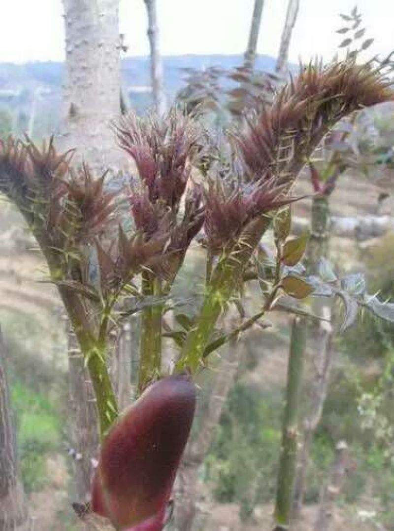 刺嫩芽种苗（刺龙芽苗树头菜）