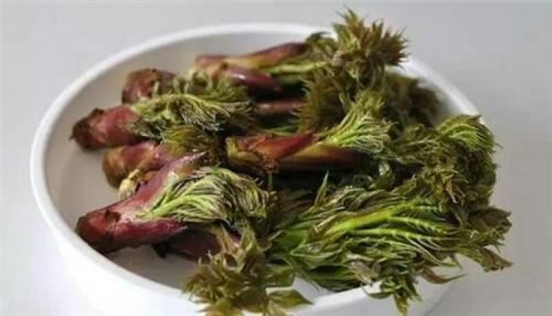 刺嫩芽种苗（刺龙芽苗树头菜）