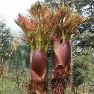 刺嫩芽种苗（刺龙芽苗树头菜）