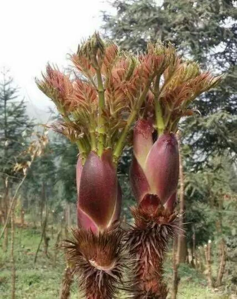 刺嫩芽种苗（刺龙芽苗树头菜）