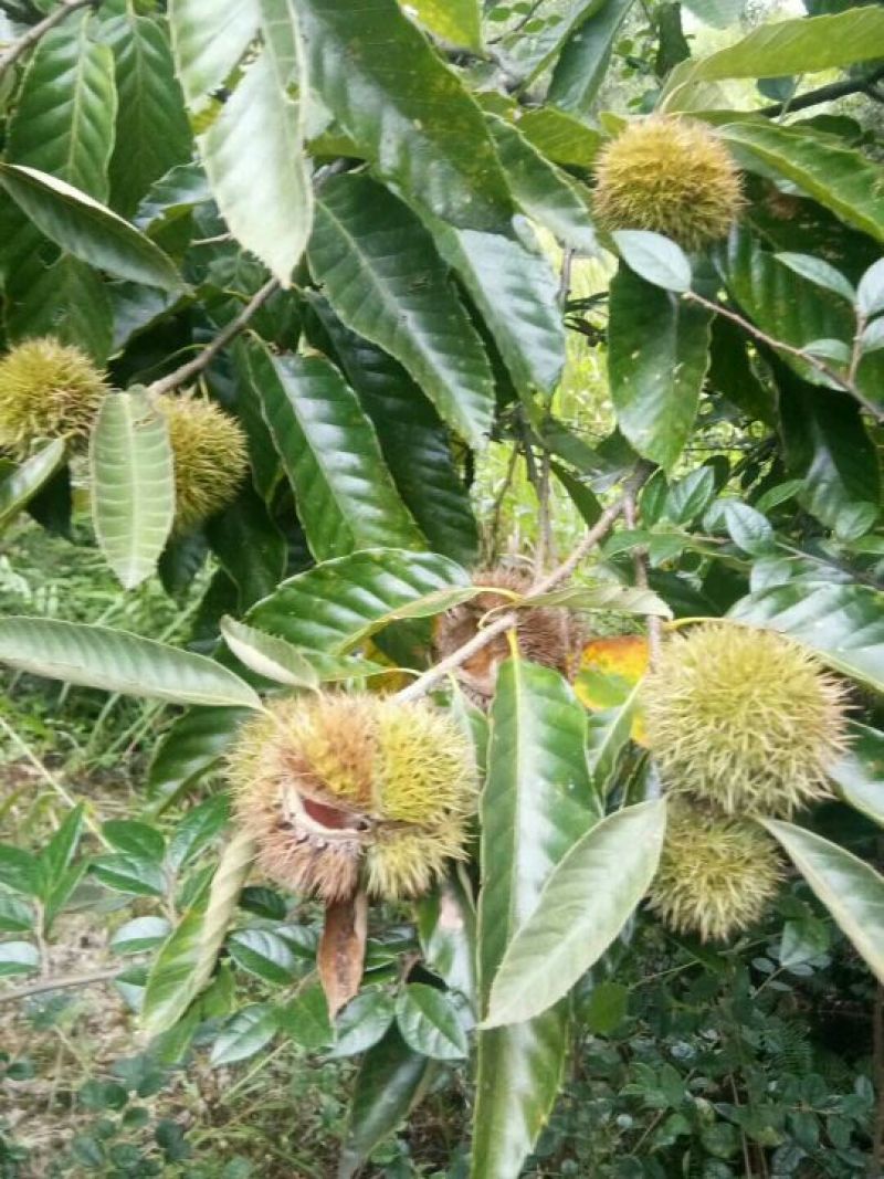 野生板栗炒栗种中栗