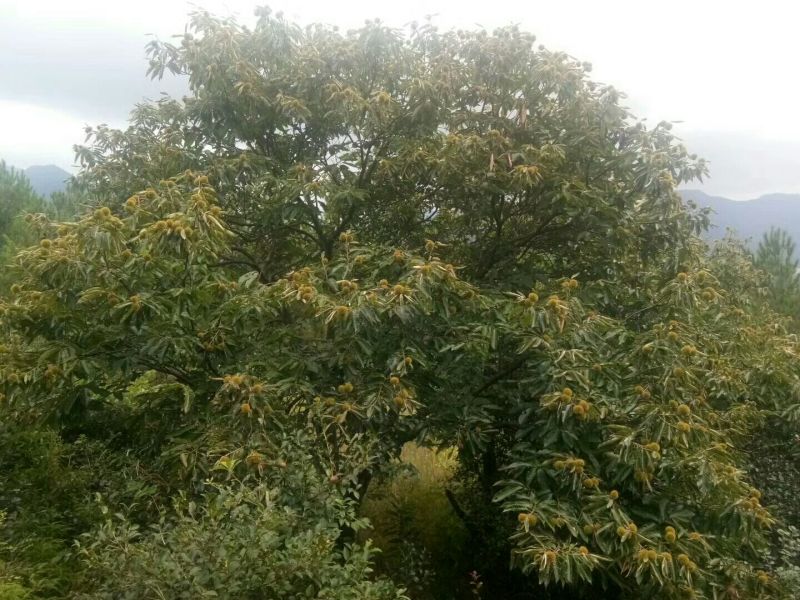 野生板栗炒栗种中栗