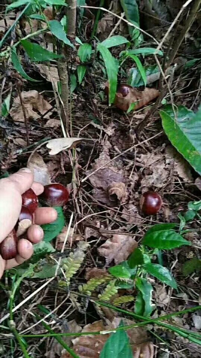 野生板栗炒栗种中栗