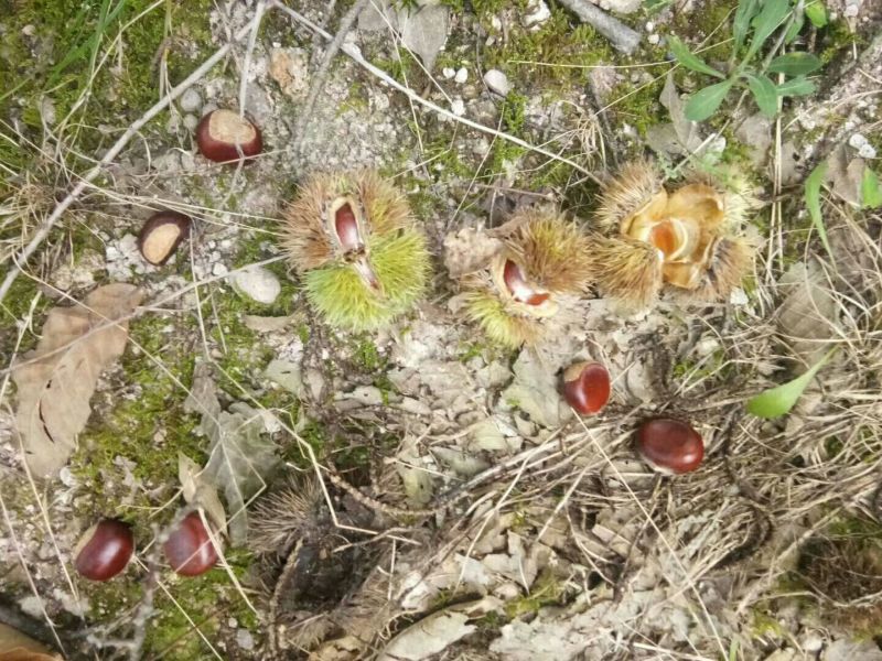 野生板栗炒栗种中栗