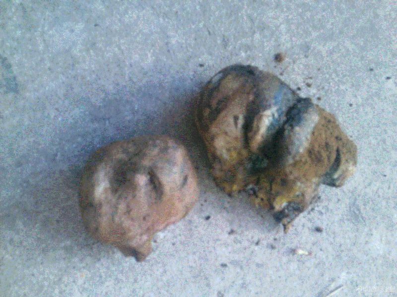 马勃河北干货2斤起包邮量大从优