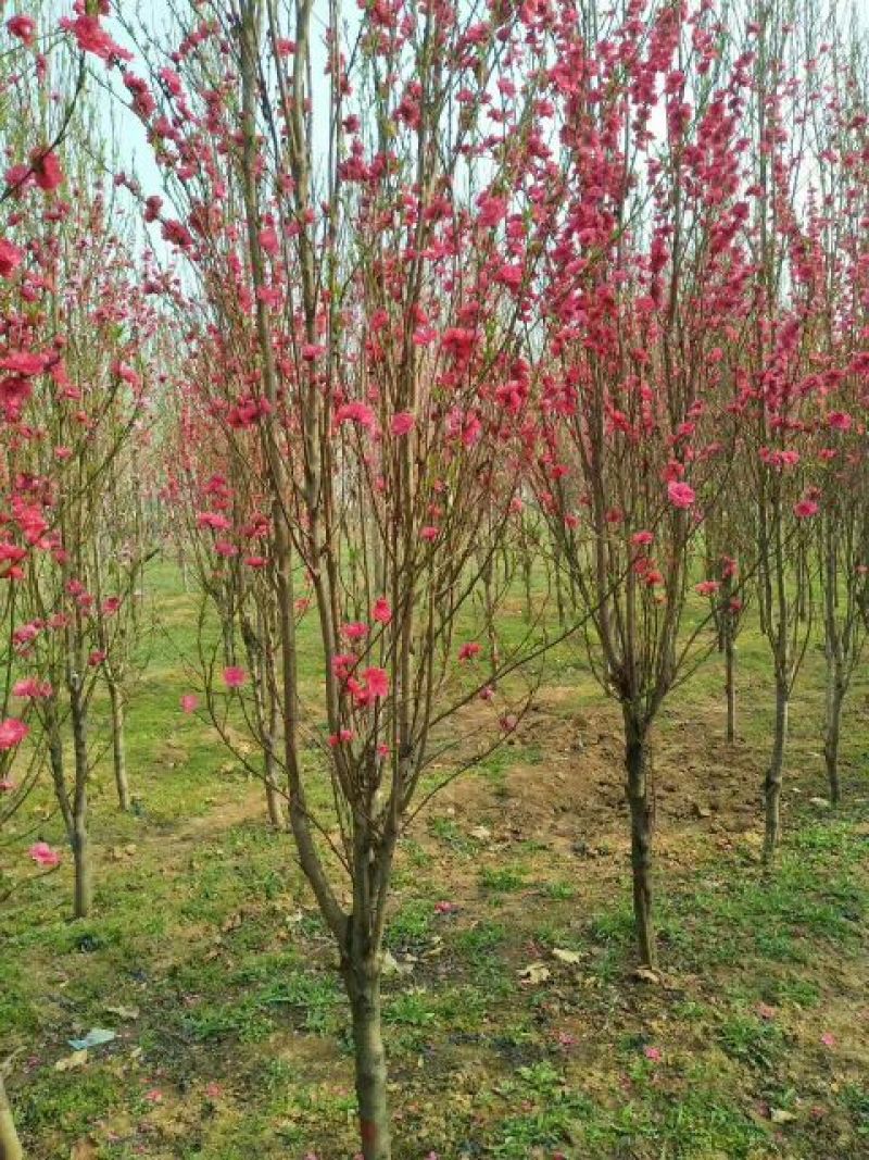 照手桃树