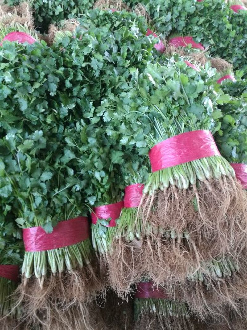 泰安精品大叶香菜，产地直销，菜农精心采摘发货，欢迎咨询
