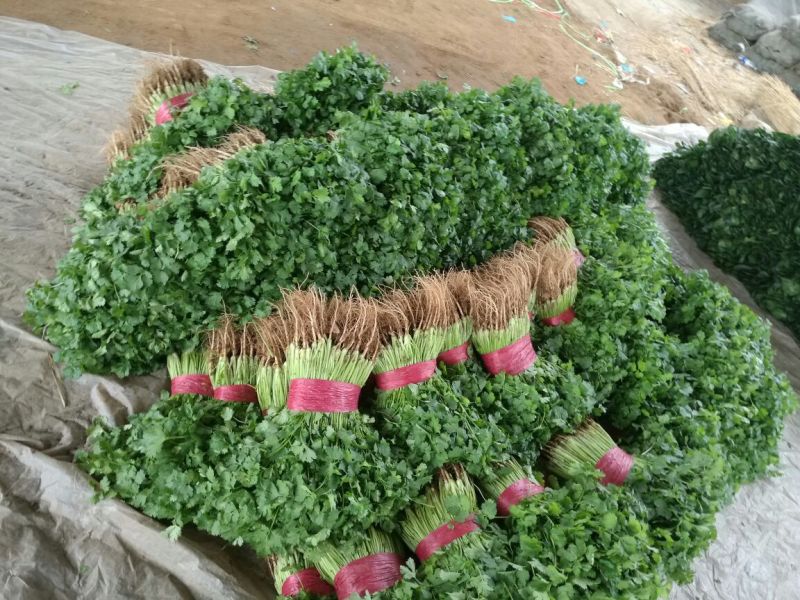 泰安精品大叶香菜，产地直销，菜农精心采摘发货，欢迎咨询