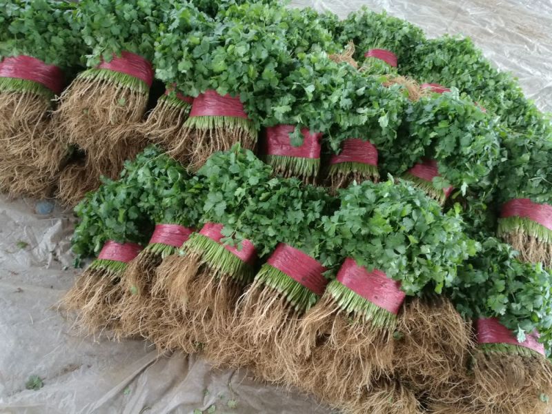 泰安精品大叶香菜，产地直销，菜农精心采摘发货，欢迎咨询