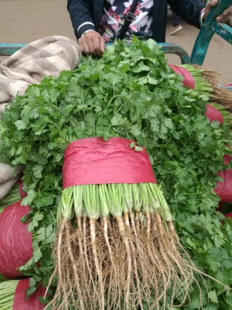 泰安精品大叶香菜，产地直销，菜农精心采摘发货，欢迎咨询