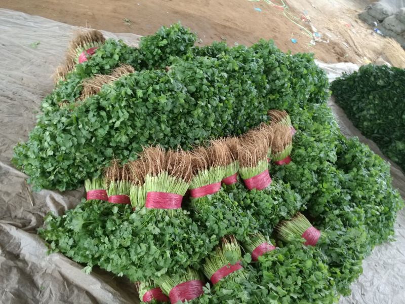 泰安精品大叶香菜，产地直销，菜农精心采摘发货，欢迎咨询
