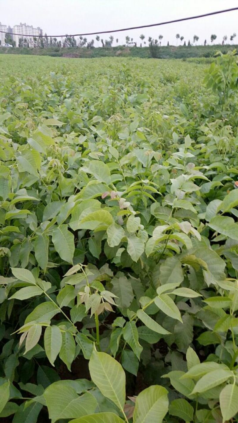 核桃苗二年苗50~100cm