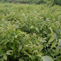 核桃苗二年苗50~100cm