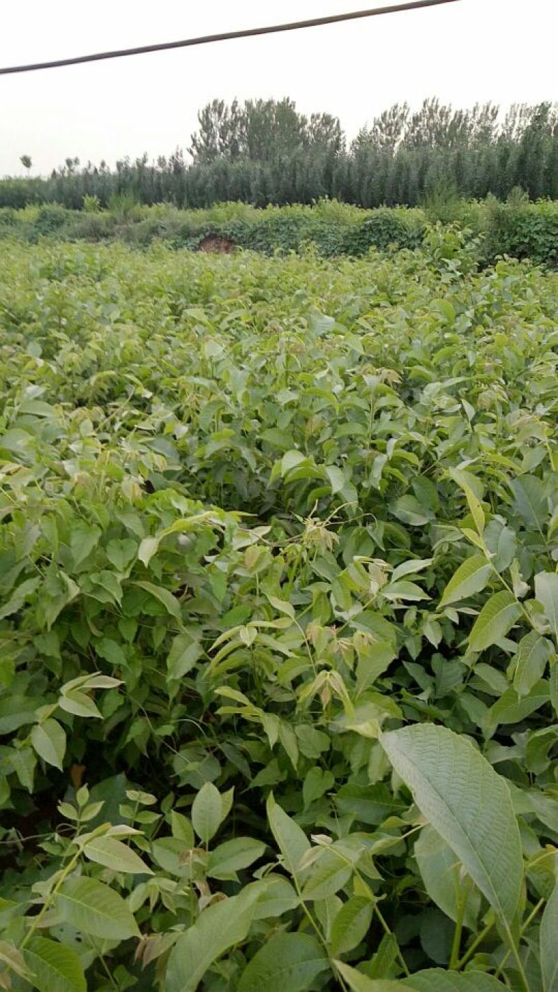核桃苗二年苗50~100cm