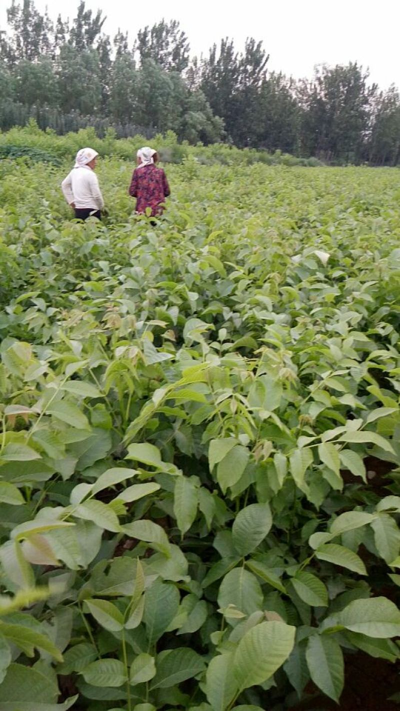 核桃苗二年苗50~100cm
