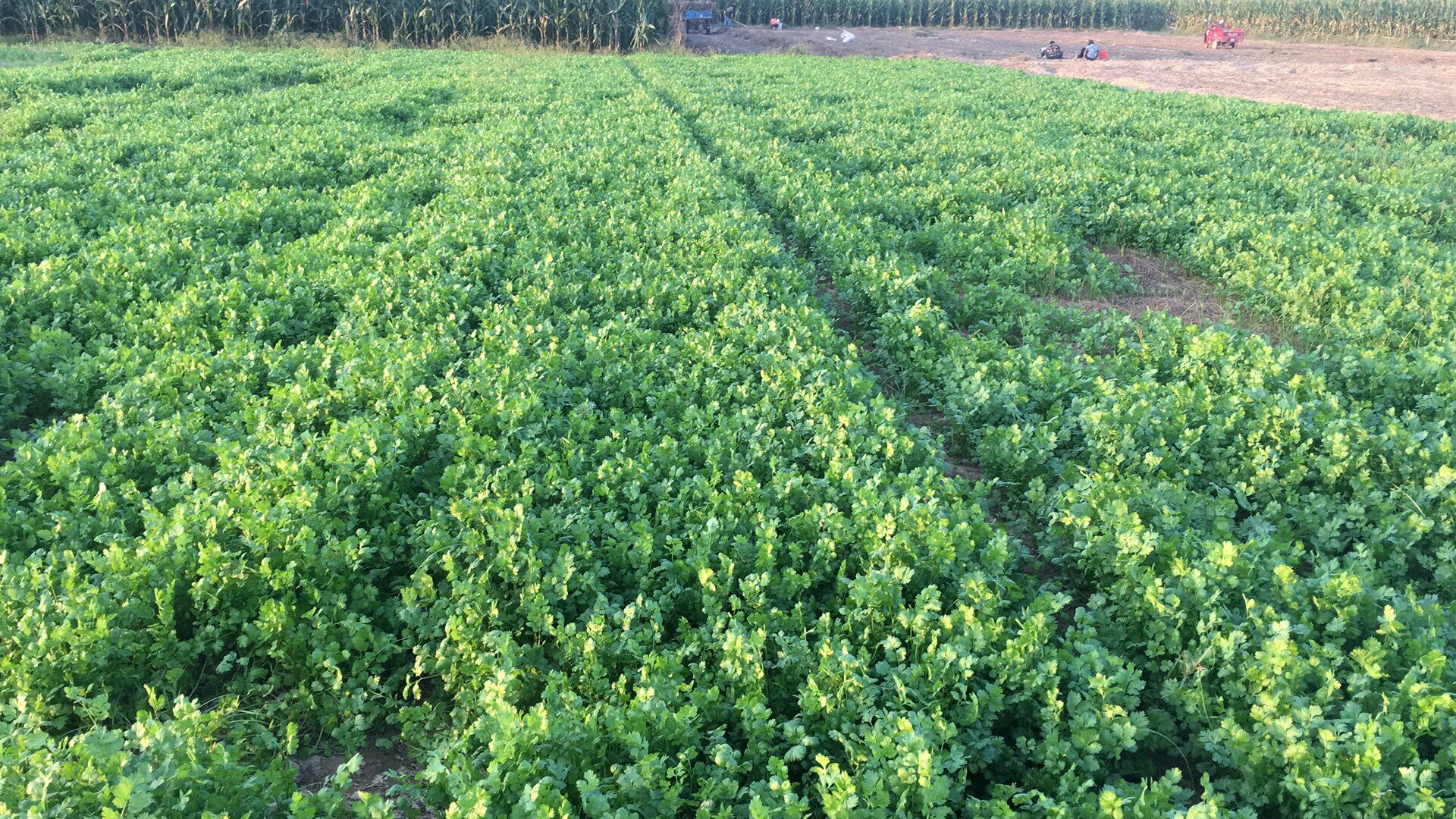 并排摆放的日本大叶香菜与普通香菜,突出前者的叶片更大、颜色更深、茎秆更粗壮的特点 日本大叶香菜与普通香菜对比图