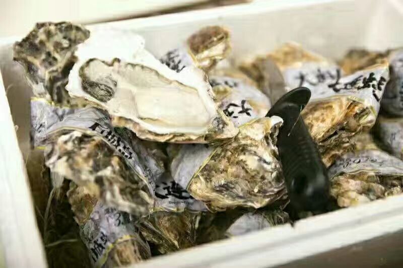 乳山生蚝🦪肥度好，社区团购，批发市场，价格给力！