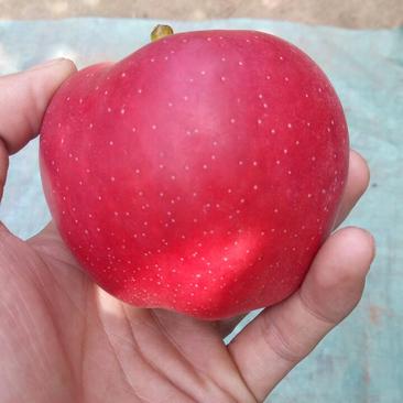 冠县《优质红星苹果》万亩苹果基地产地直发保证质量