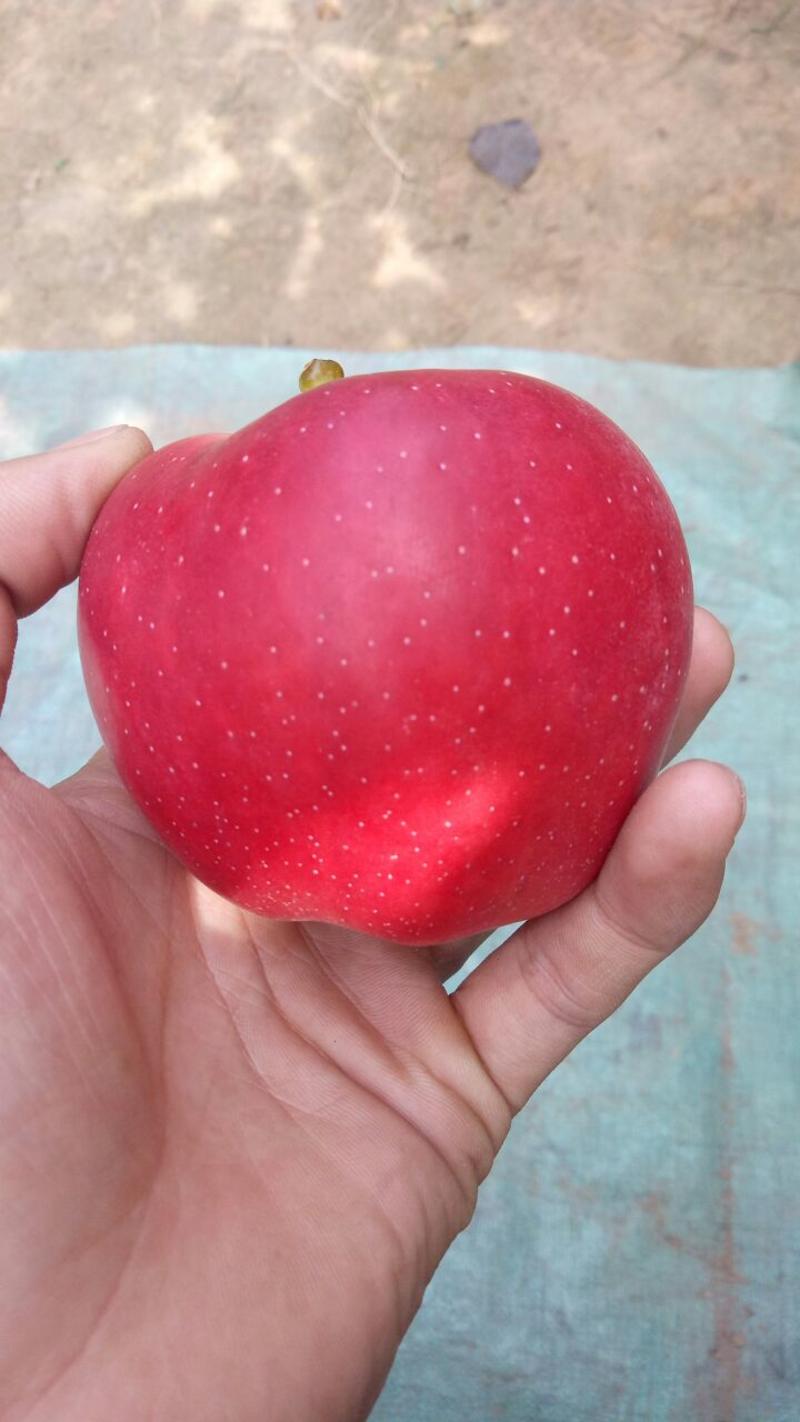 冠县《优质红星苹果》万亩苹果基地产地直发保证质量
