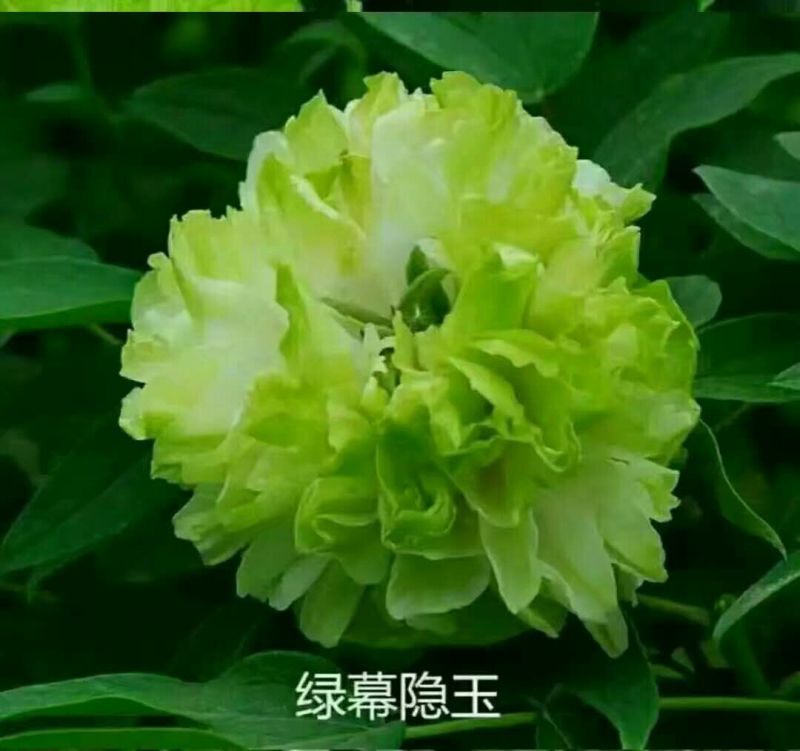 牡丹苗精品牡丹大苗