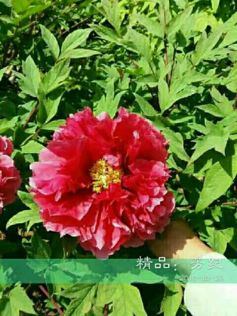牡丹苗精品牡丹大苗