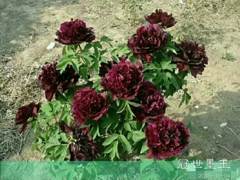 牡丹苗精品牡丹大苗