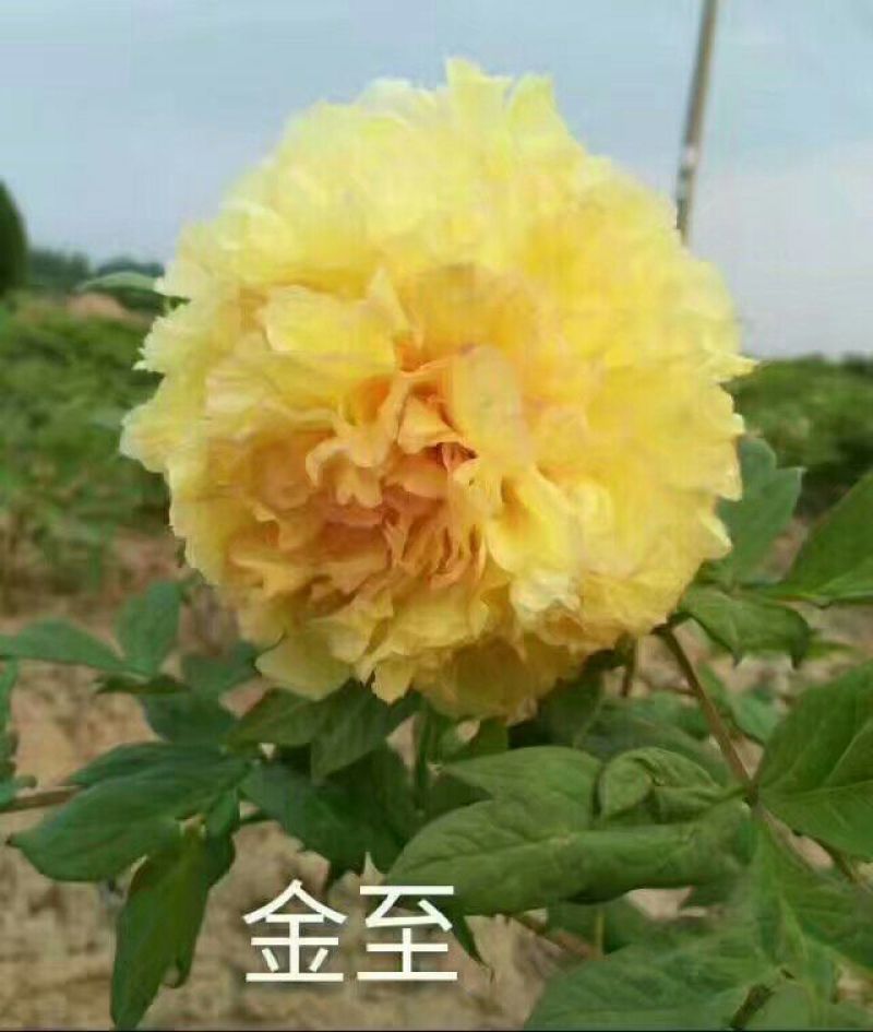 牡丹苗精品牡丹大苗
