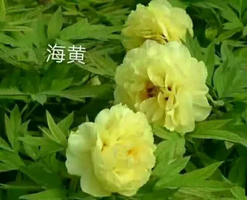 牡丹苗精品牡丹大苗