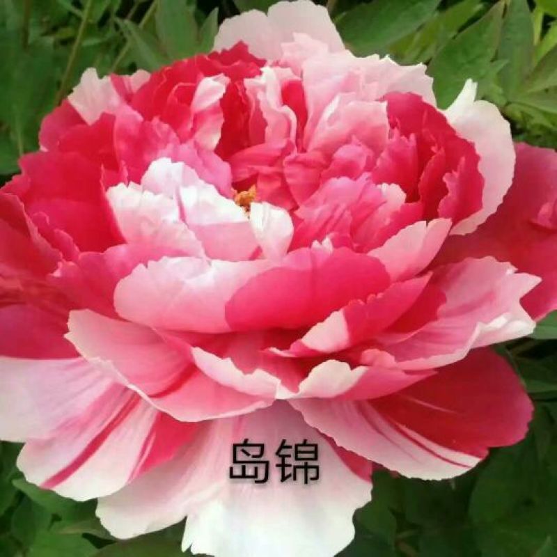 牡丹苗精品牡丹大苗