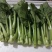 菜苔菜心