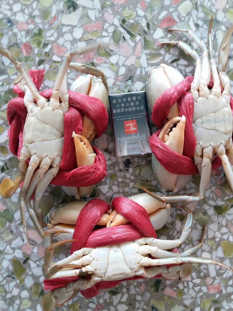 【有好货】青蟹4-7两/只肉蟹大公蟹