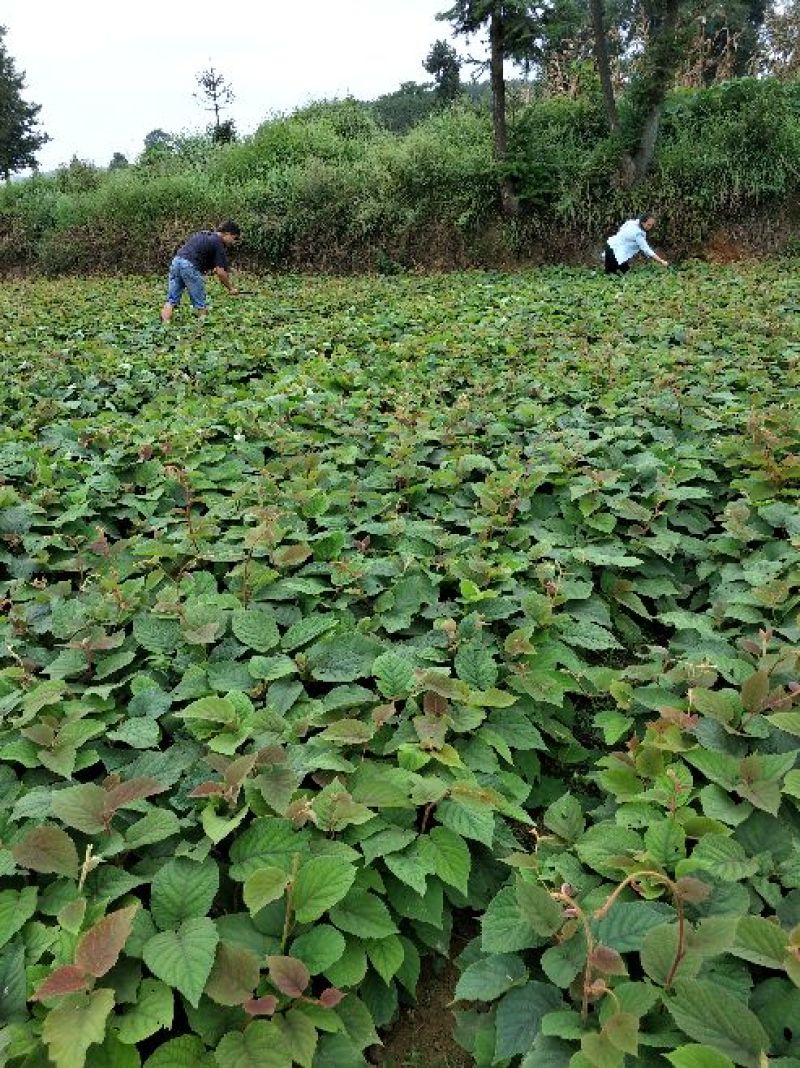 湖南一年生猕猴桃实生苗，产地直供，价格合理，支持线上交易
