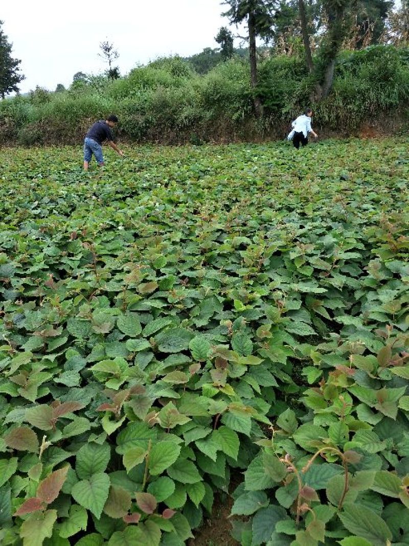 湖南一年生猕猴桃实生苗，产地直供，价格合理，支持线上交易
