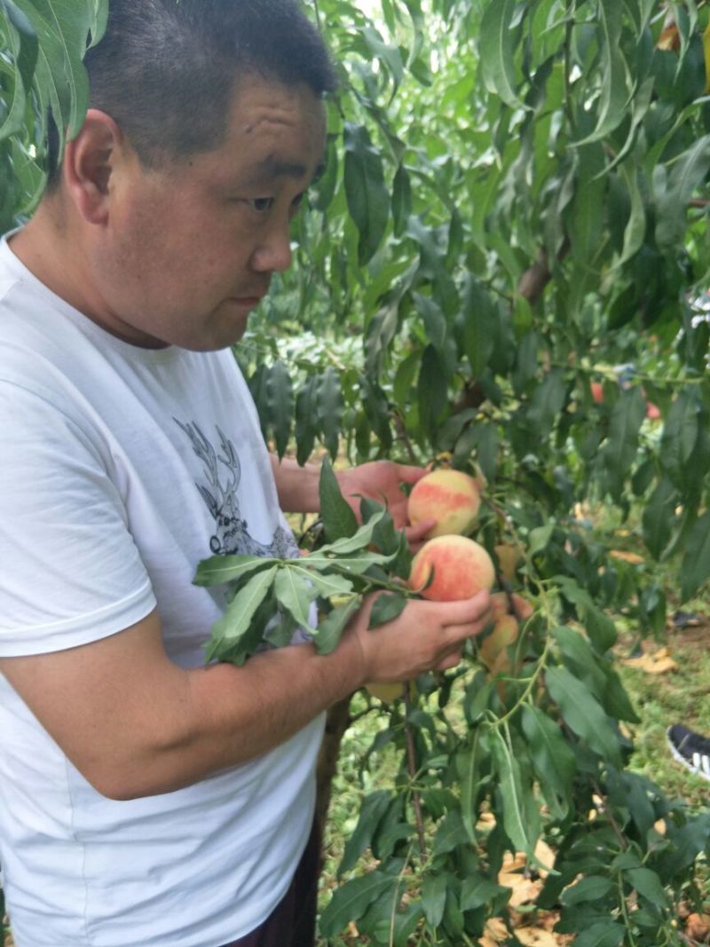 秋彤桃苗秋彤桃树苗自己嫁接0.7-3公分品种纯