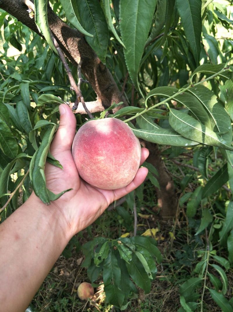 秋彤桃苗秋彤桃树苗自己嫁接0.7-3公分品种纯