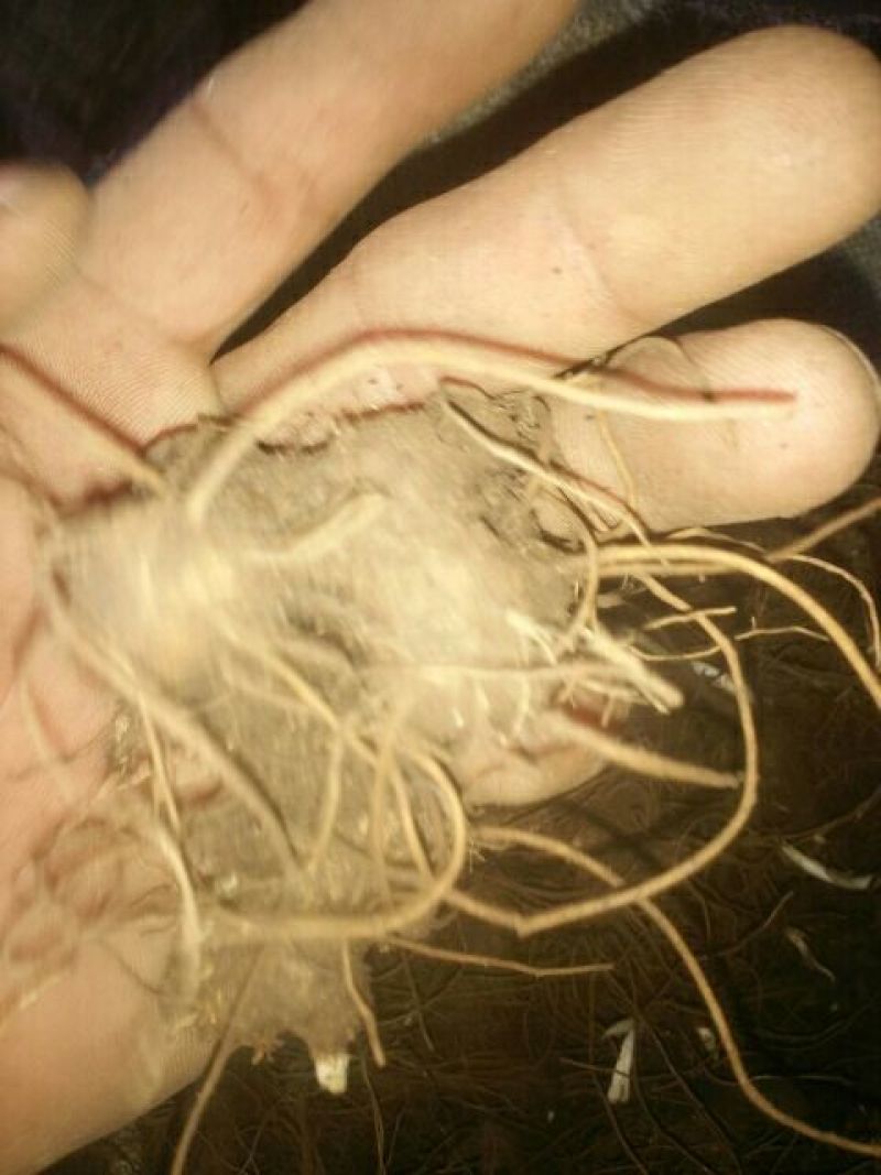 关苍术种苗药食同源白茬苍术种苗品种纯正