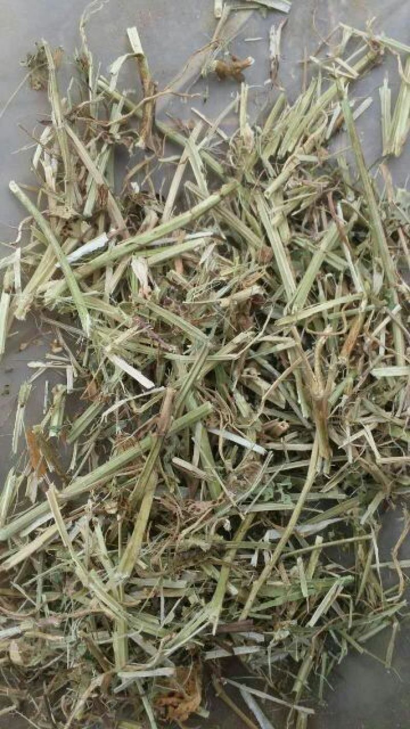 【热卖】河南驻马店花生秧18个月基地直发大量有货欢迎咨询