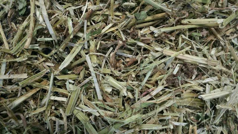 【热卖】河南驻马店花生秧18个月基地直发大量有货欢迎咨询
